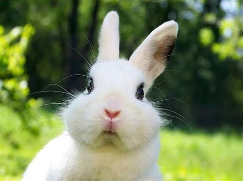 兔子可以吃桑葉嗎 生男孩女孩